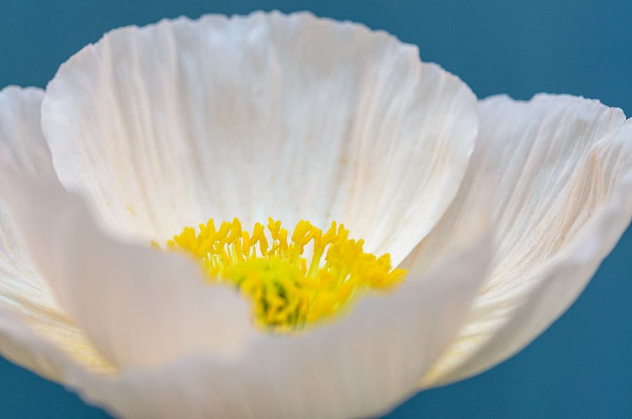 macro, blossom, flower, bright, sun, summer, pale, spring, poppy HD wallpaper