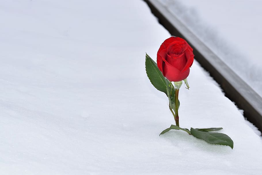 red rose in snow, winter, railway, lost love, condolence, remembering, HD wallpaper