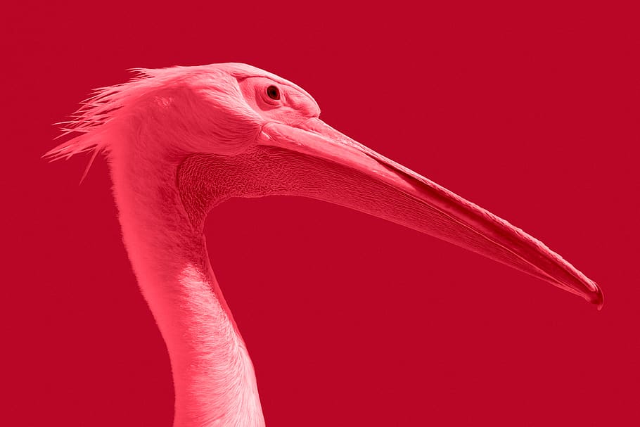white long-beaked bird, animal themes, one animal, vertebrate HD wallpaper