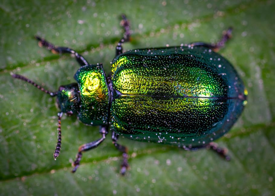 Macro Photography of Jewel Beetle on Green Leaf, animal, biology, HD wallpaper