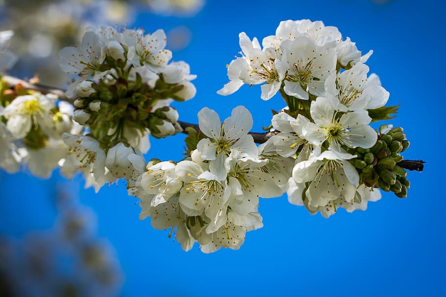 flowers, cherry blossoms, spring, bloom, white, blue sky, tree HD wallpaper