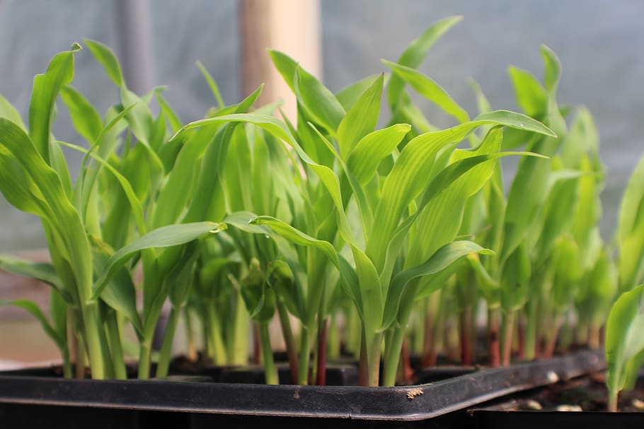 corn, seed starting in container, growing corn, corn seedlings