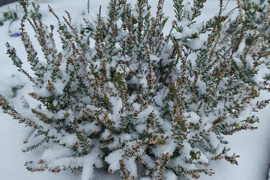 snow, winter, cold, landscape, nature, wintry, plant, cold temperature HD wallpaper