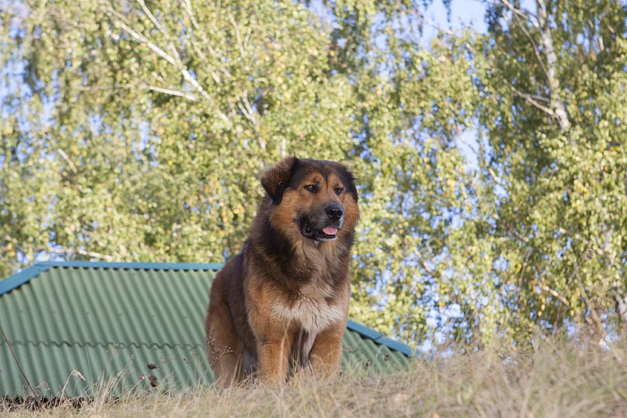 dog summer, one animal, mammal, canine, tree, plant, pets, domestic HD wallpaper