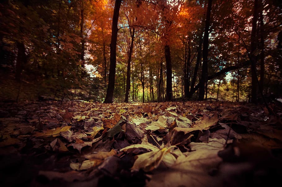 canada, toronto, forest, woods, dark, landscape, fall, nature HD wallpaper