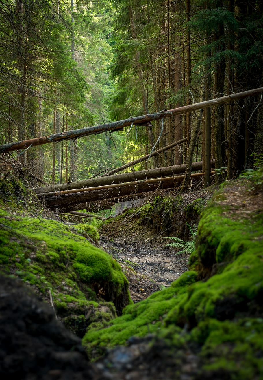 log footbridge between trees, forest, land, plant, green color HD wallpaper