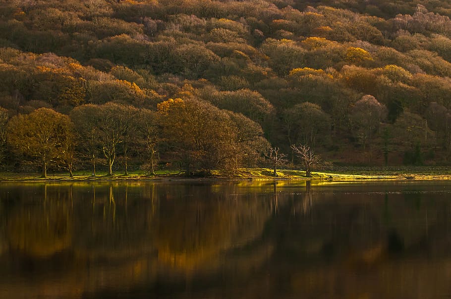 Calm Body of Water Surrounded With Forest, dawn, evening, fall HD wallpaper
