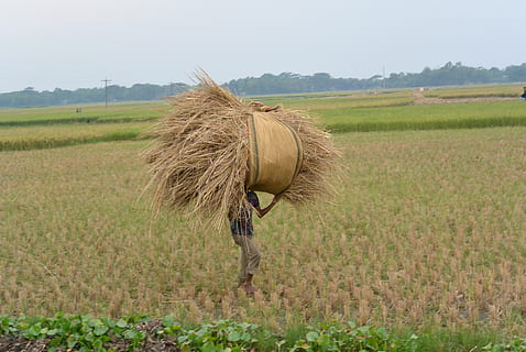 bangladesh, comilla, field, land, plant, agriculture, rural scene HD wallpaper