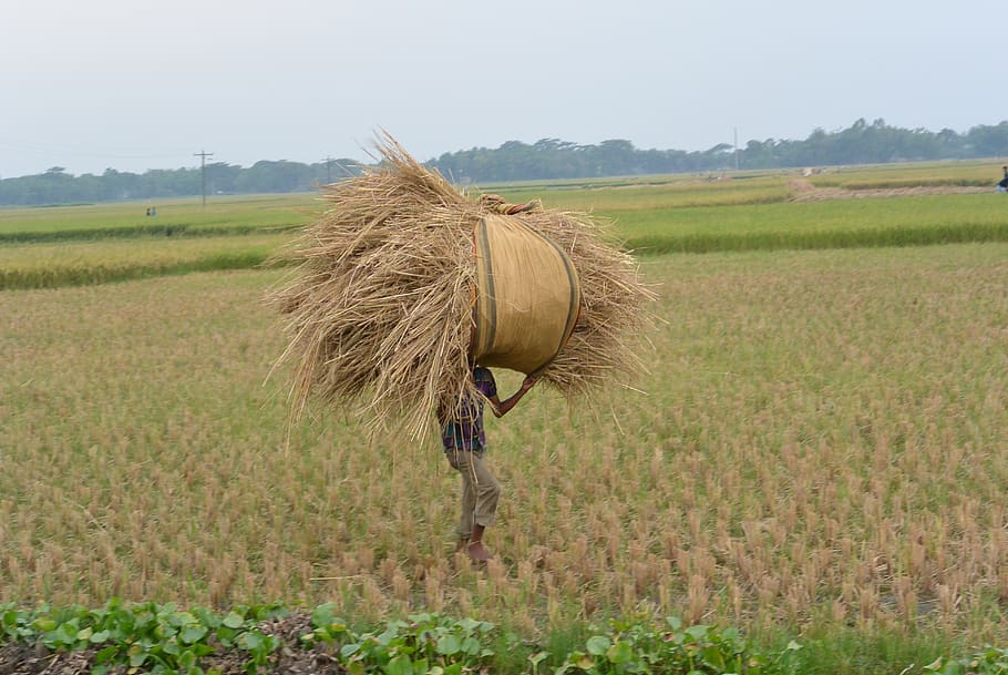 bangladesh, comilla, field, land, plant, agriculture, rural scene, HD wallpaper