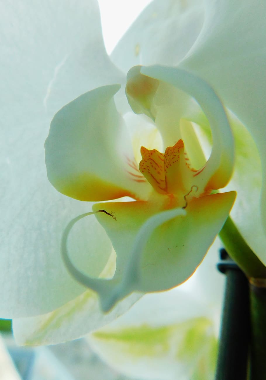 orchid, flower, flora, flowering plant, beauty in nature, fragility HD wallpaper