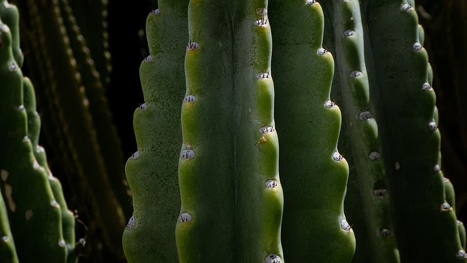 green cactus, green color, plant, growth, no people, close-up HD wallpaper