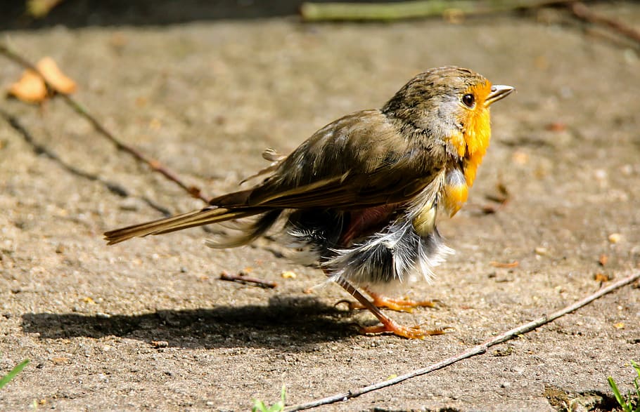 animals, bird, robin, feather, moult, ill, plumage, one animal HD wallpaper