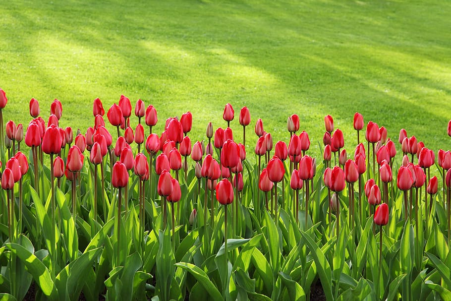 Red Tulips on Green Grass Field, background, bloom, blooming HD wallpaper