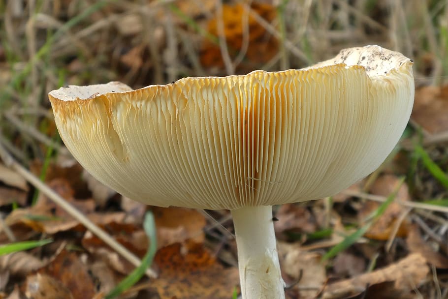 mushroom, slats, hat, moist, autumn, bottom, forest, mold, nature HD wallpaper