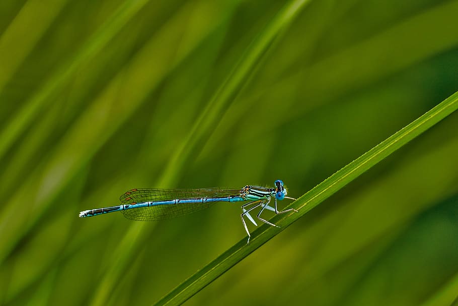 Blue Dragonfly, damselfly, insect, macro, nature, animal wildlife HD wallpaper