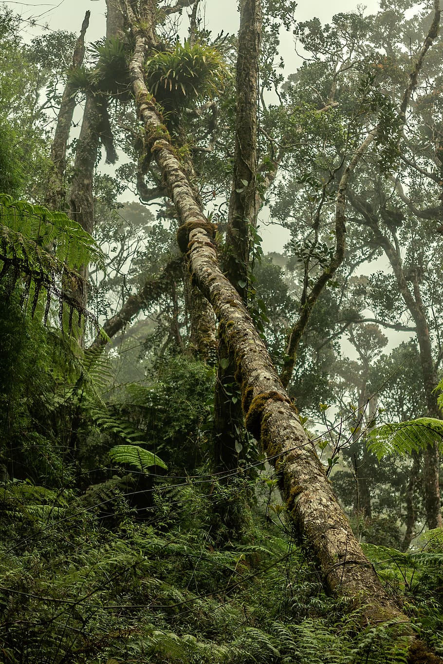 tree, old forest, travel, backpacking, adventure, mist, cloudy HD wallpaper