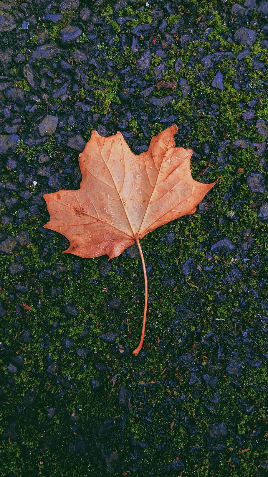 leaf, plant part, autumn, change, nature, day, close-up, dry HD wallpaper