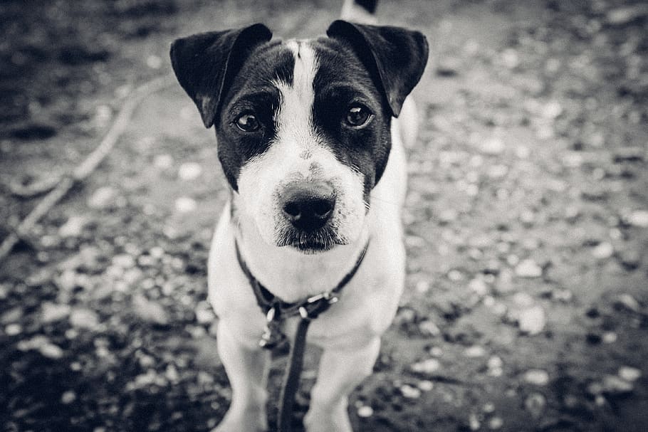 greece, skiathos, dog, bw, eyes, fur, jack russell, beach, nickkarvounis HD wallpaper
