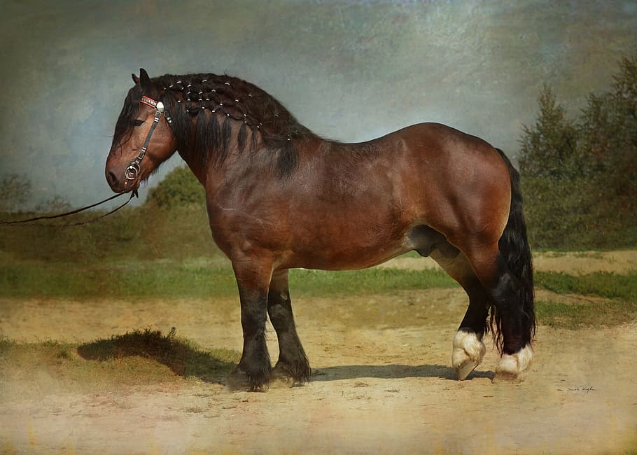 horse, equine, draft, draft horse, stallion, draft stallion, HD wallpaper