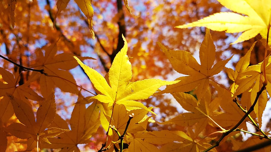 autumn, maple, leaf, yellow, orange, plant part, change, beauty in nature HD wallpaper