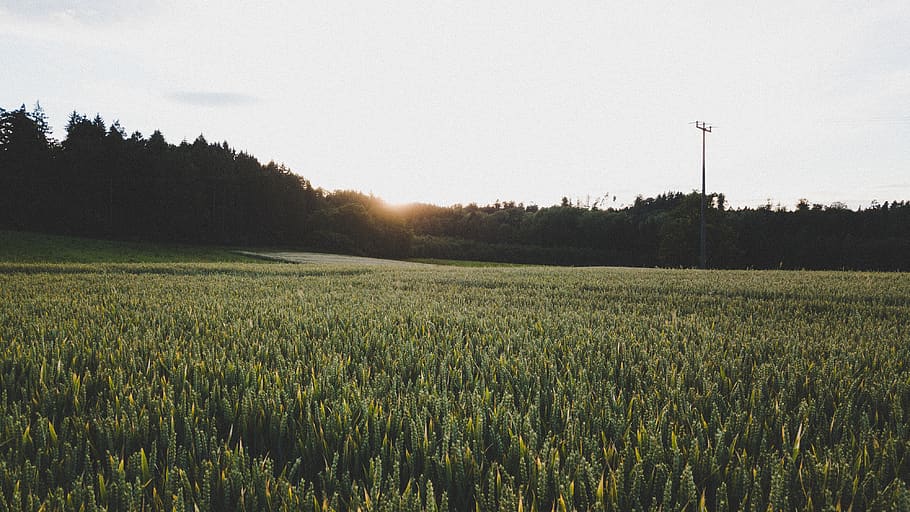 trees, forest, field, grain, cereals, drone, dji, djiglobal HD wallpaper