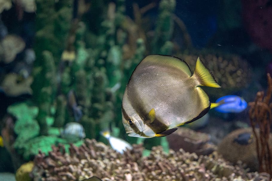 hd-wallpaper-gray-and-black-aquarium-fish-near-blue-tang-fish-animal