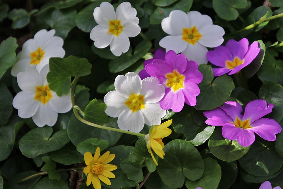 prymule, spring, plant, blooming, the freshness, the petals HD wallpaper
