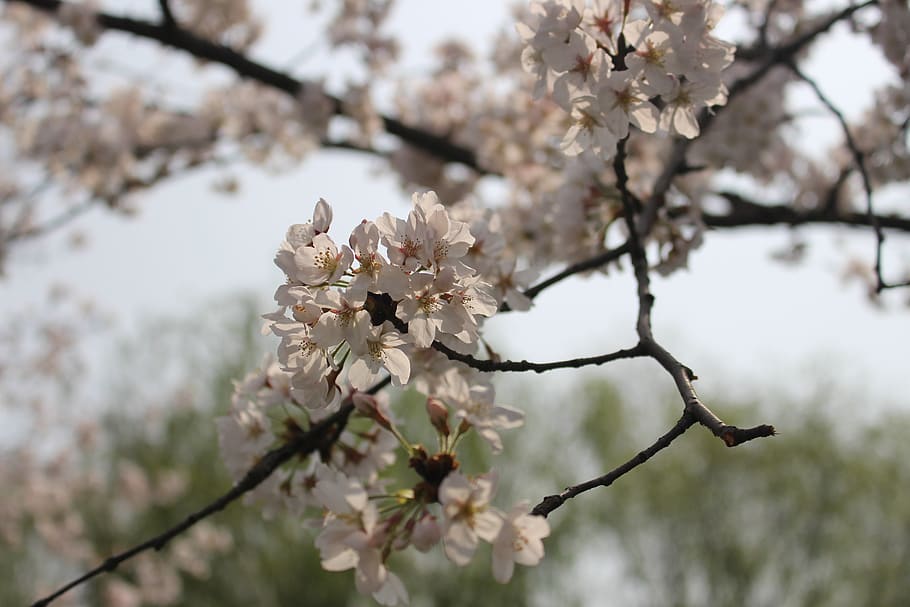 cherry blossom, tree, spring, flower, flowering plant, beauty in nature HD wallpaper