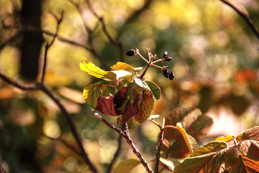 autumn, tree, close-up, nature, wallpaper, wallpapers, iphone backgrounds HD wallpaper
