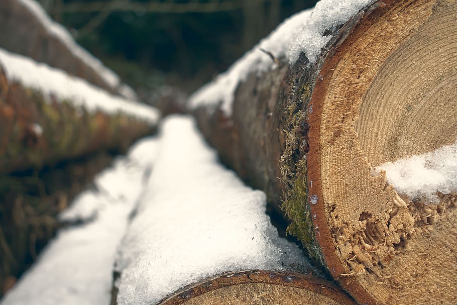 tree, winter, snow, nature, trees, forest, outdoors, snowy HD wallpaper