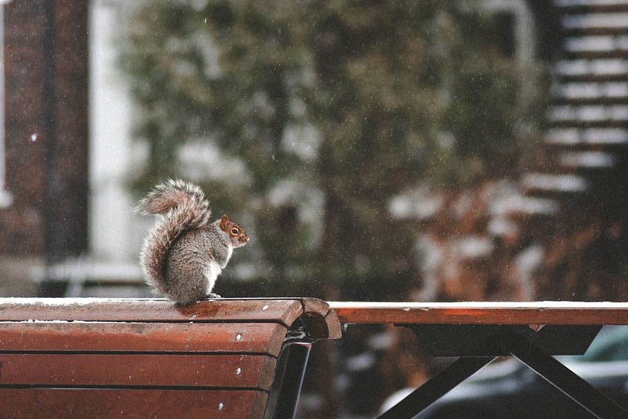 selective focus photography of squirrel sitting on wooden bench, HD wallpaper