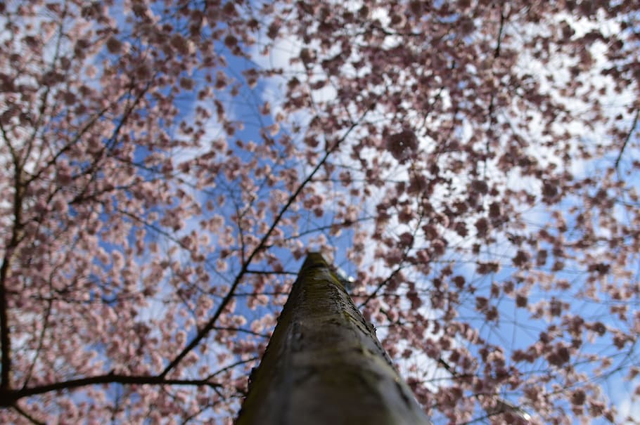 plant, tree, sky, low angle view, branch, nature, day, flower HD wallpaper