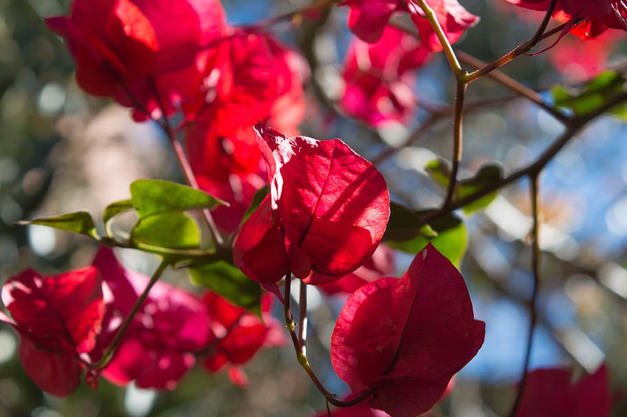 green, flower, nature, bloom, spring, plant, garden, colorful HD wallpaper