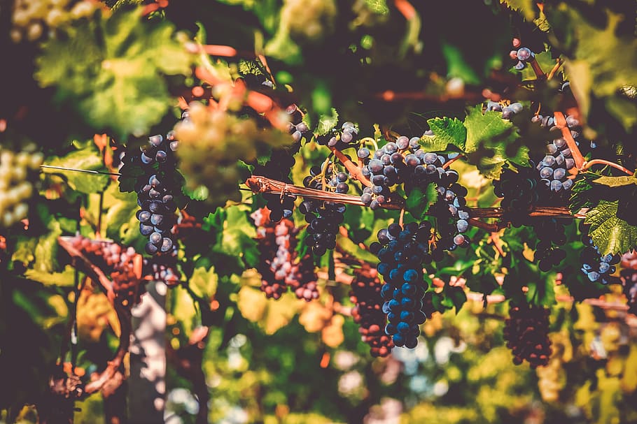 grapes, fruit, vine, grapevine, winegrowing, blue, sweet, delicious, HD wallpaper