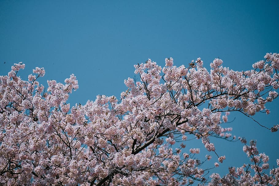 white-petaled flower, tree, sky, cherry blossom, fragility, flowering plant HD wallpaper