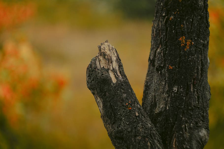 forest, woods, fall, orange, tree, green, trunk, tree trunk HD wallpaper