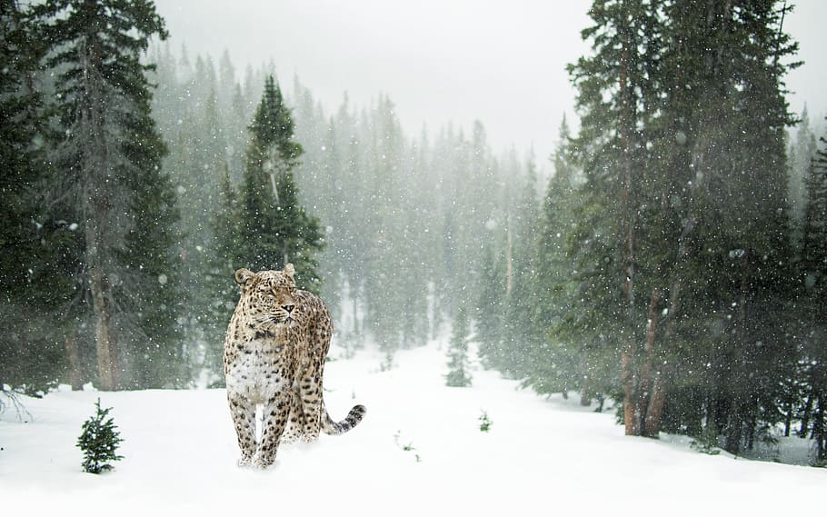 Brown and Black Leopard on Snow Covered Forest, animal world, HD wallpaper
