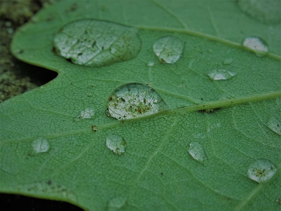 water, drip, rain, green, nature, liquid, wet, drop of water HD wallpaper