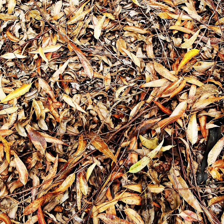 texture, foliage, leaves, dried, autumn, vegetable, garden HD wallpaper