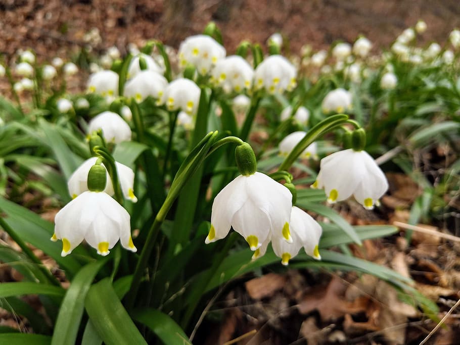 spring snowflake, flower, nature, plant, flora, forest, white HD wallpaper