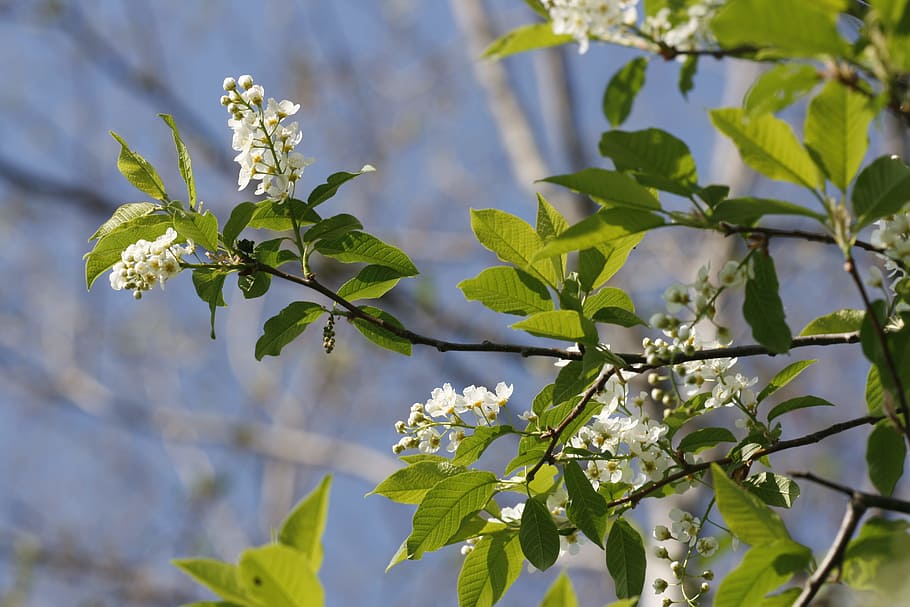 beautiful, blossom, bright, bunch, closeup, detail, flora, floral HD wallpaper