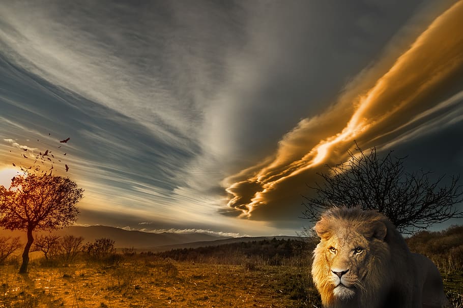 lion, animal, prairie, landscape, sun, tawny, wild, picture, HD wallpaper