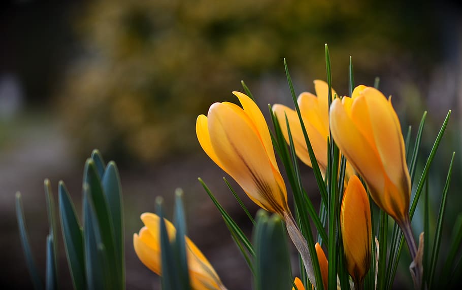 crocus, yellow crocuses, spring, nature, flowers, garden, spring flower HD wallpaper