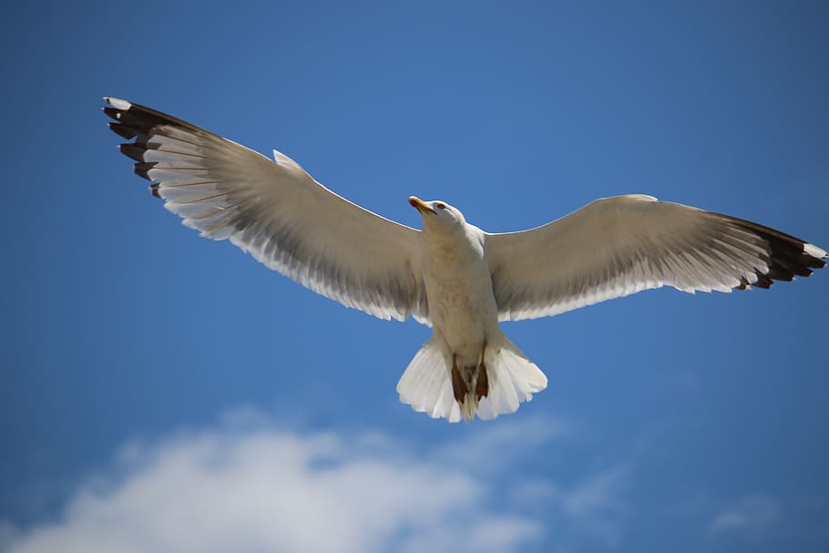 bird, fly, animal, nature, dom, wing, colorful, seagull, flying HD wallpaper