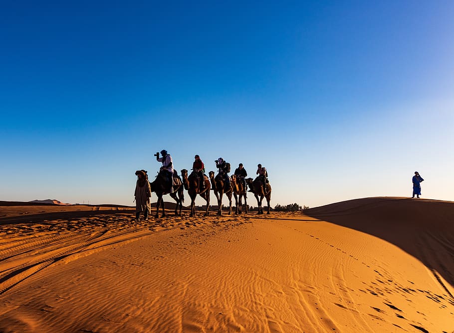 People Riding on Camels, adventure, animals, arid, daylight, desert HD wallpaper