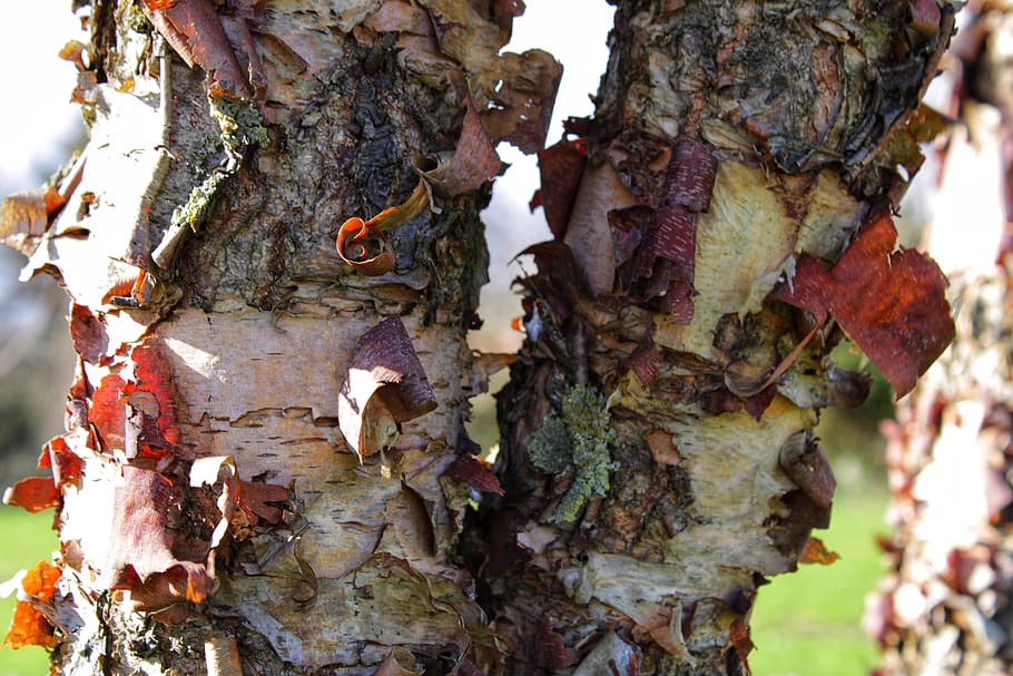 bark, tree, wood, structure, texture, surface, nature, trunk HD wallpaper