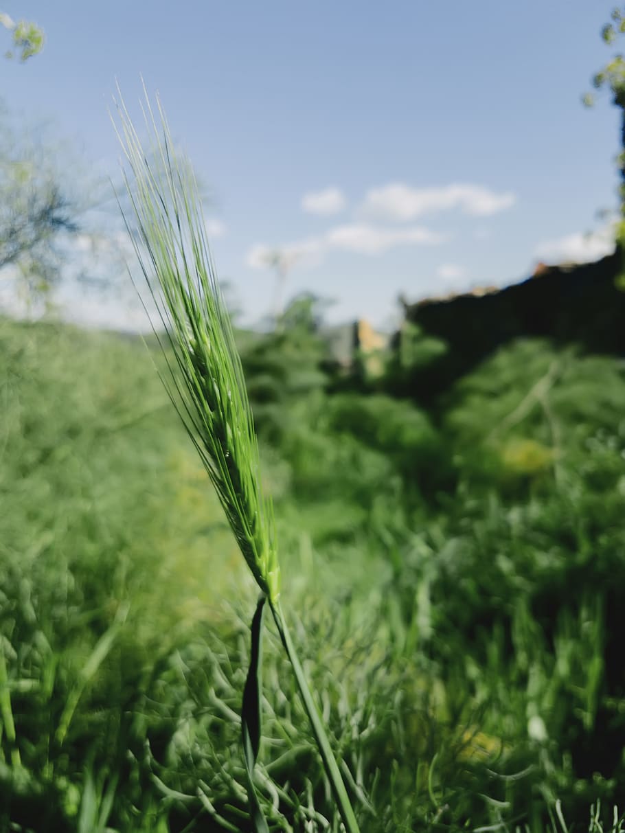 growth, plant, green color, focus on foreground, land, nature HD wallpaper