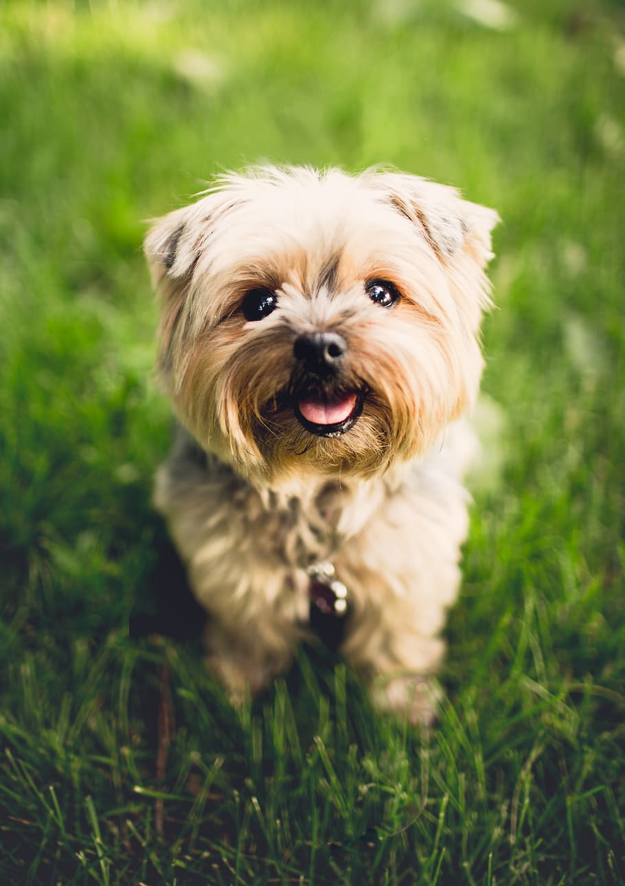 adorable, animal, breed, canine, cute, dog, domestic, fur, grass, HD wallpaper