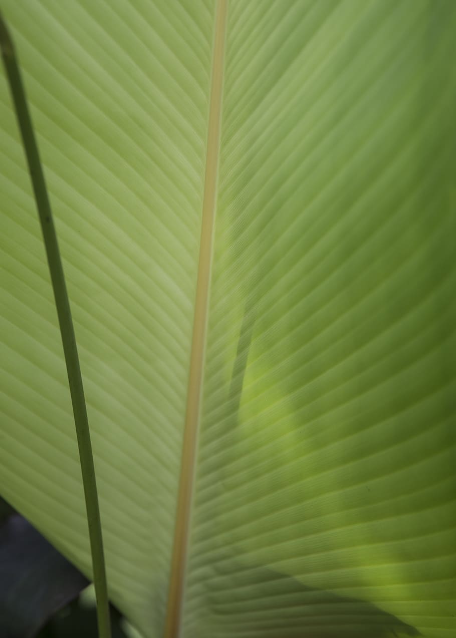indonesia, bali, forest, leaf, nature, green, trees, plant part HD wallpaper