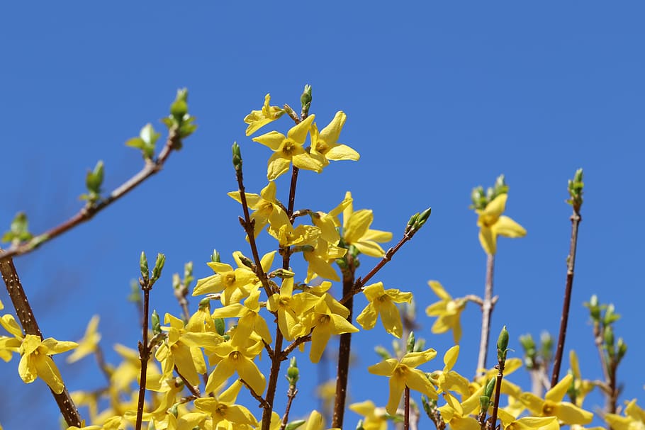forsythia, spring, yellow, flowers, garden, nature, flowering HD wallpaper